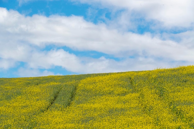 Landscape in spring, Toledo, Spain