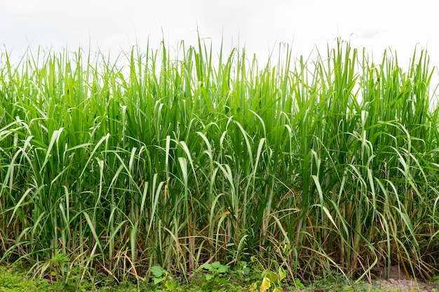 Landscape of sugar cane plantation