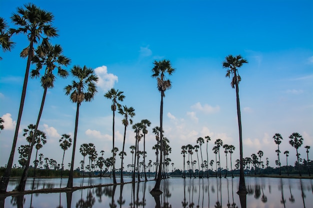 Landscape of sugar palm tree in Thailand