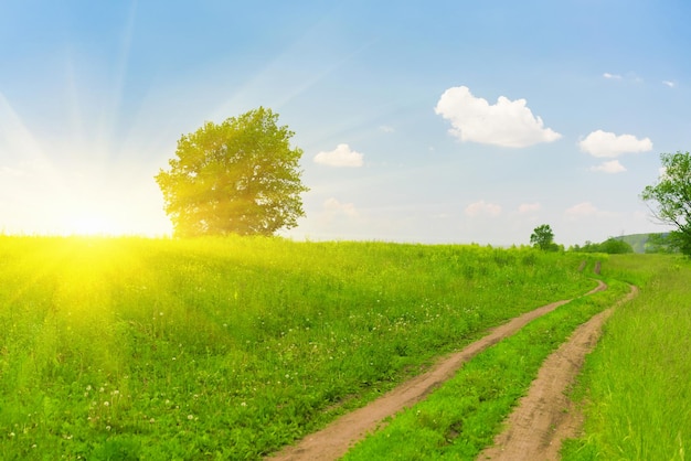 Landscape at sunrise Green meadow and tree road goes into the distance Beautiful view