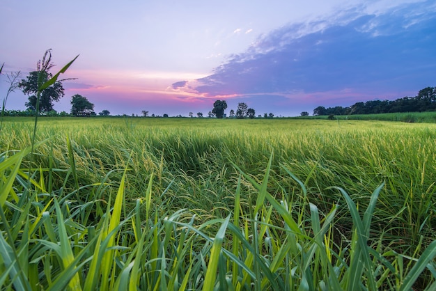 Landscape sunset field