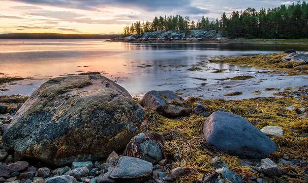 白海ロシアのビーチで藻類の岩や木々と夕日の風景