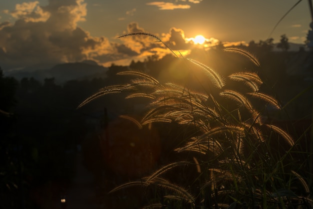 landscape during sunset