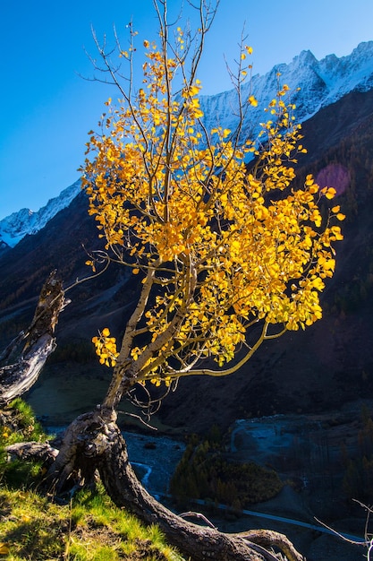 Landscape of the swiss alps in autumn