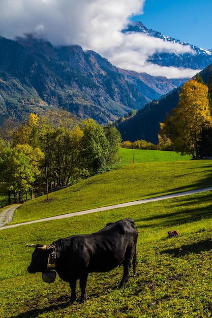 Пейзаж швейцарских Альп осенью