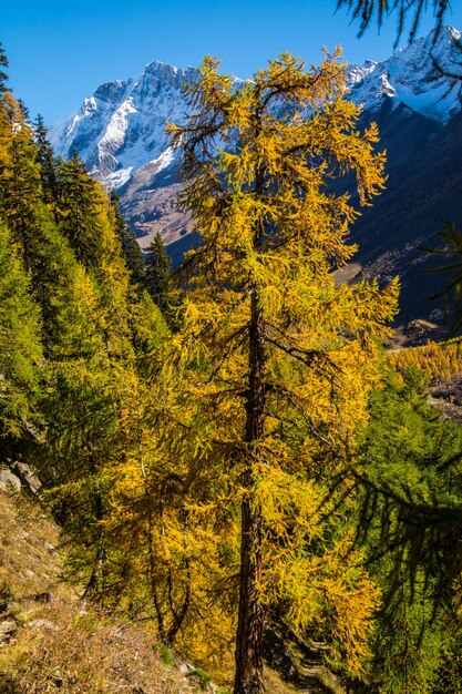 Landscape of the Swiss Alps in autumn