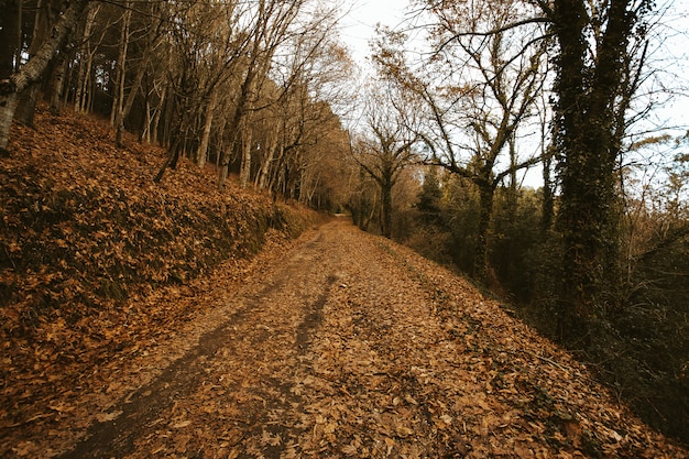 Landscape symmetrical forest