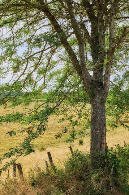 The landscape of a tall green tree near a farm fence on a summer day Hay farmland with grass and trees in a green environment Peaceful and scenic agricultural land on a sunny afternoon