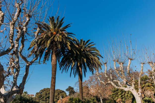 landscape tall straight palms