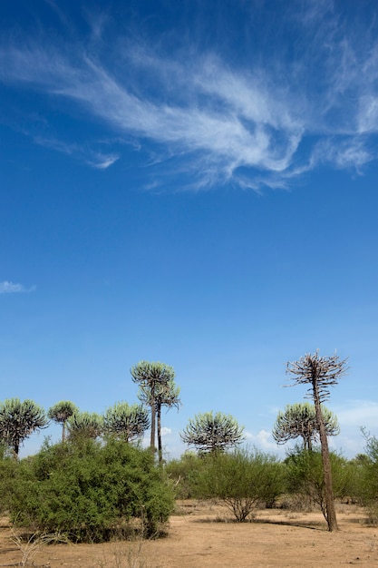 Landscape ,Tanzania, Africa