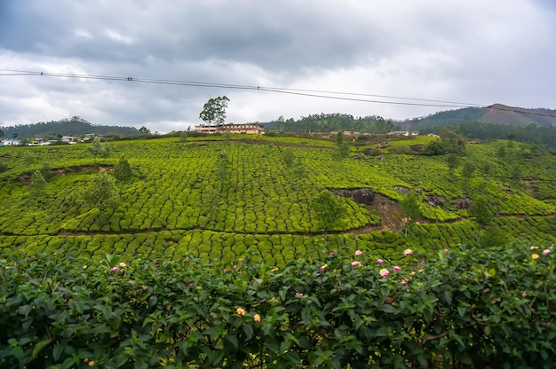 Landscape Tea plantation fields in morning fog on sunrise