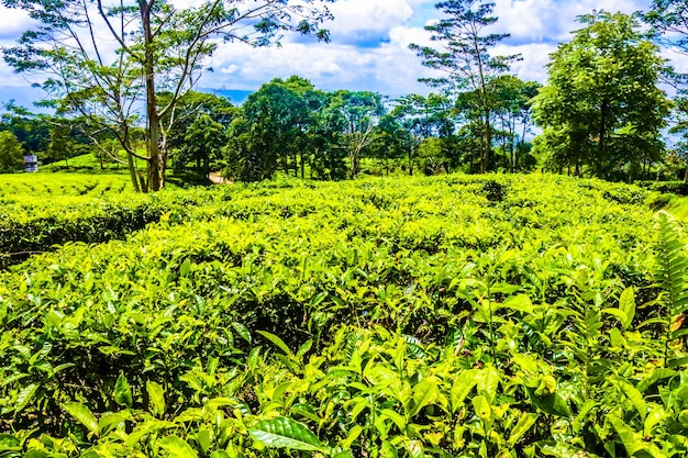 A landscape or tea plantation that is so beautiful and soothing to the eye