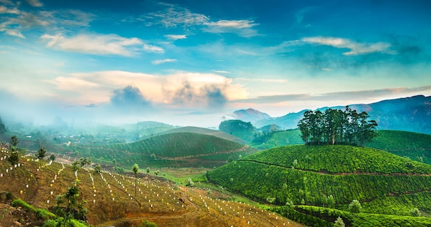 インドの茶畑、ケララムンナールの風景。