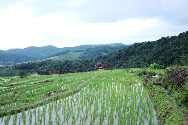 田舎の霧の多い山の上に新しく植えられた大米畑のテラス状の風景