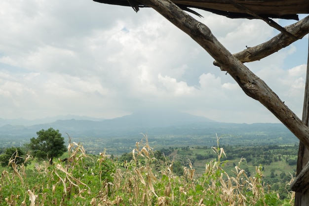 Landscape tobacco and corn field when dry season with blue sky and cloudy vibes