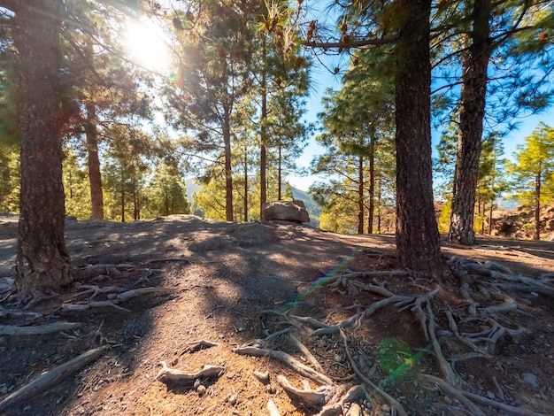 Photo landscape on the trails up to roque nublo in gran canaria canary islands