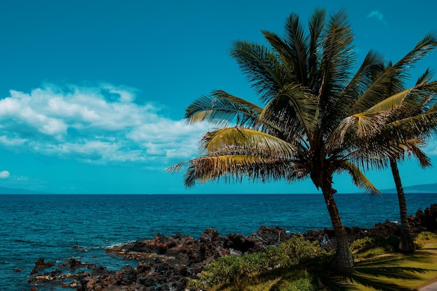 Landscape tranquil beach hawaii background tropical hawaiian paradise with palm