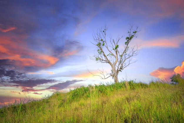 Landscape of tree in the field