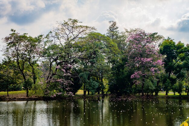 Landscape of tree in the park