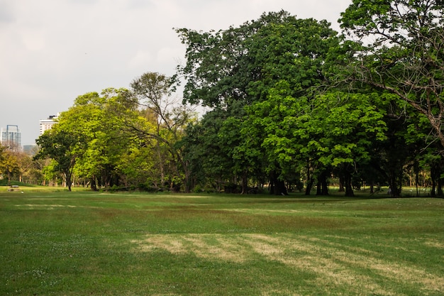 Пейзаж из дерева в парке