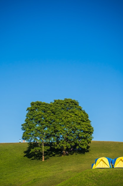 Пейзаж дерева с голубым небом