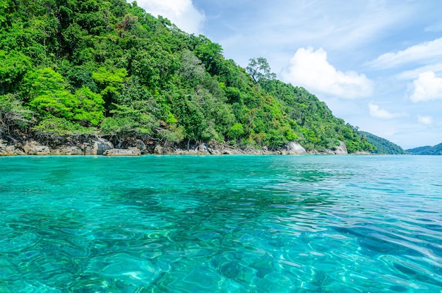 美しい海の近くに緑豊かな木の風景