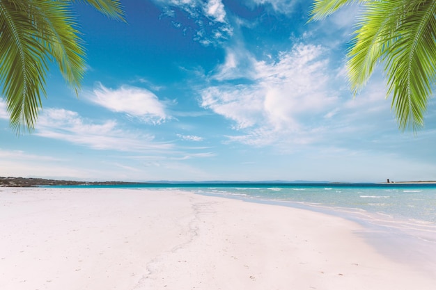 Landscape of tropical beach in a sunny day with palm leaves white sand and crystal clear water