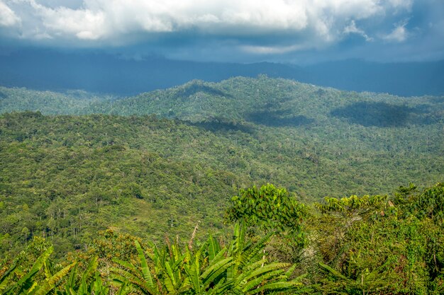 Foto paesaggio della foresta pluviale tropicale nel borneo con il fondo della foresta