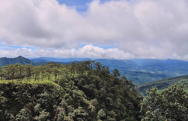 Landscape of tropical rainforest, against cloud and sky.