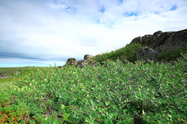 landscape tundra / summer landscape in the north tundra, moss, ecosystem