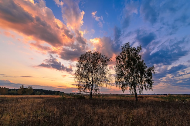 landscape of two birches in a field at sunset 