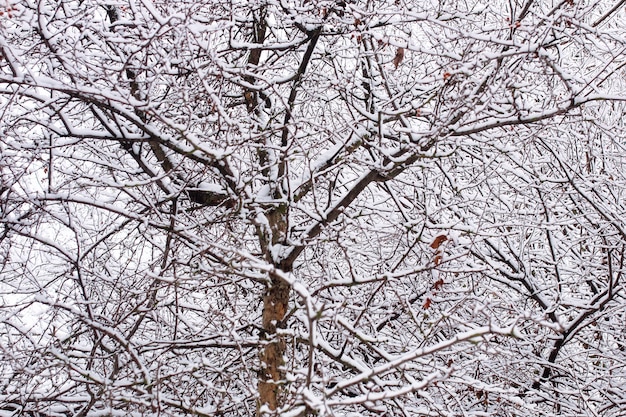 冬の最初の雪の日に風景都市セントラルパーク