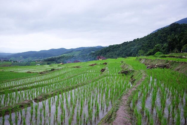 Foto paesaggio valle a terrazze campi di riso paddy su montagna su montagna in thailandia