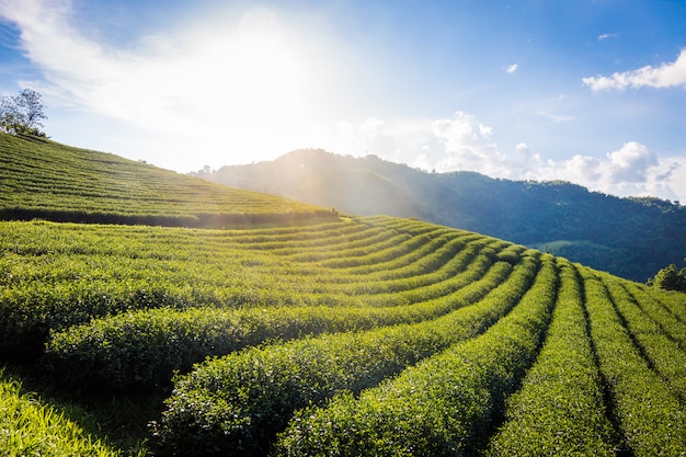 Photo landscape view of 101 tea plantation on blue sky background at chiang rai thailand.