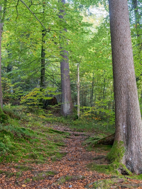 Photo landscape view in bavaria germany