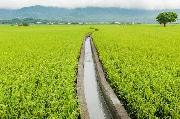 Пейзажный вид на красивые рисовые поля на проспекте Брауна Чишан Тайдун Тайвань Спелый золотой рисовый колос