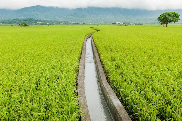 Landscape View Of Beautiful Rice Fields At Brown Avenue Chishang Taitung Taiwan Ripe golden rice ear