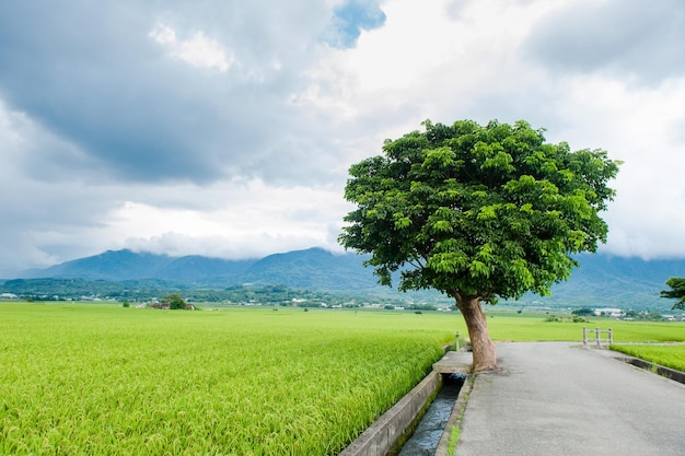 Landscape View Of Beautiful Rice Fields At Brown Avenue Chishang Taitung Taiwan Ripe golden rice ear