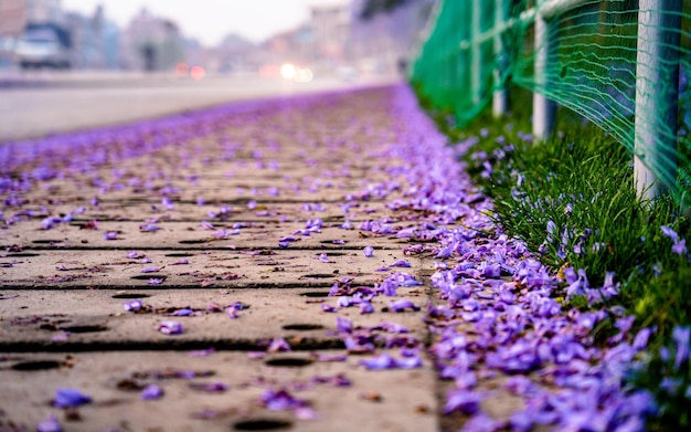 ネパールのカトマンズで春に咲くジャカランダの花の風景