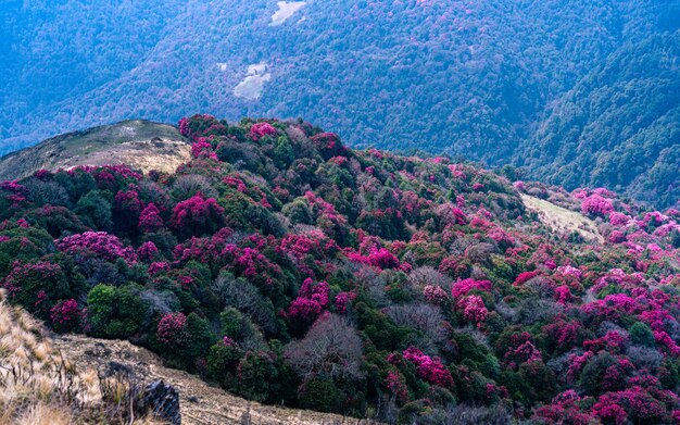 Landscape view of blossom rhododendron flower in Poonhill Nepal