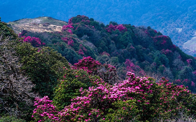 Landscape view of blossom rhododendron flower in Poonhill Nepal