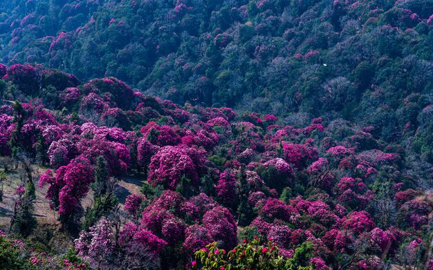 Landscape view of blossom rhododendron flower in Poonhill Nepal