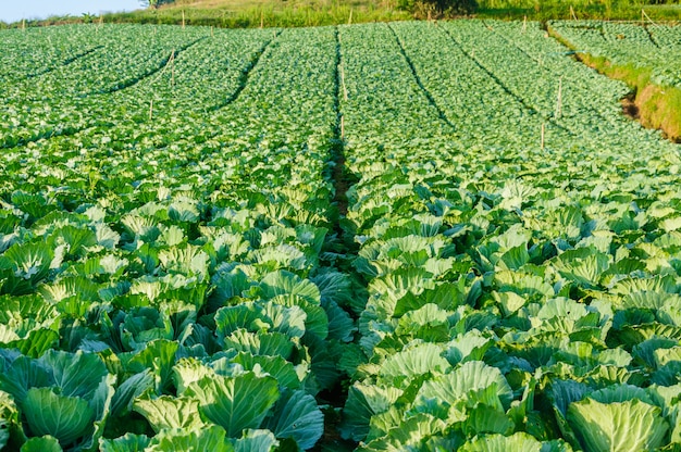 Photo landscape view of a cabbage field