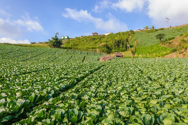 Vista del paesaggio di un campo di cavoli