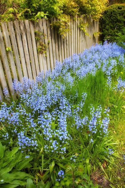 プライベート裏庭または人里離れた家の庭の緑の低木で成長し、開花する一般的なブルーベルの花の風景ビュー咲く青いケントベルまたはカンパニュラ植物のテクスチャの詳細