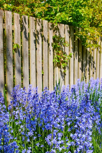 プライベート裏庭または人里離れた家の庭の緑の茎で成長し、開花する一般的なブルーベルの花の風景ビュー咲く青いケントベルまたはカンパニュラ植物のテクスチャの詳細