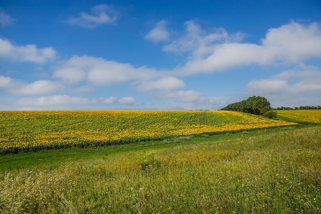 Landscape view of farm fields against blue sky on a sunny day