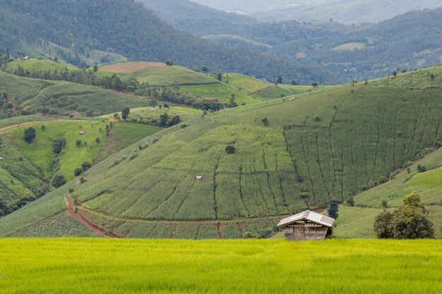 Ban Papongpieng Rice Terraces、タイ、チェンマイの風景景観の農家の米