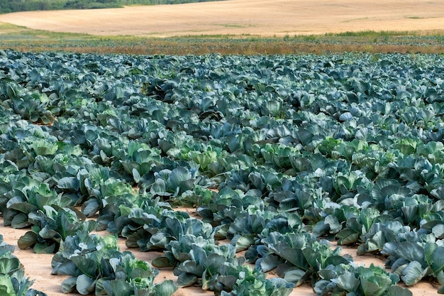 Landscape view of Fresh White cabbages growing in a field of organic farm