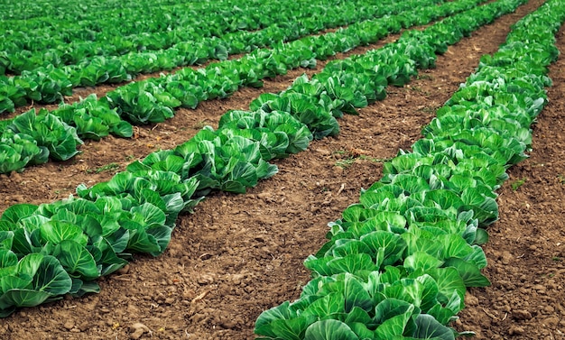 Landscape view of a freshly growing cabbage field.